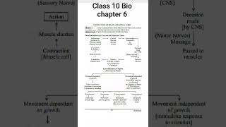NCERT Notes Class 10 Biology Chapter 7 Control And Coordination