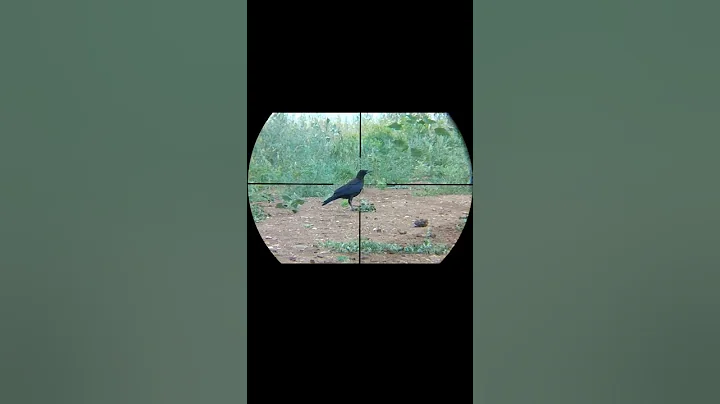 Охота на ворон #shorts