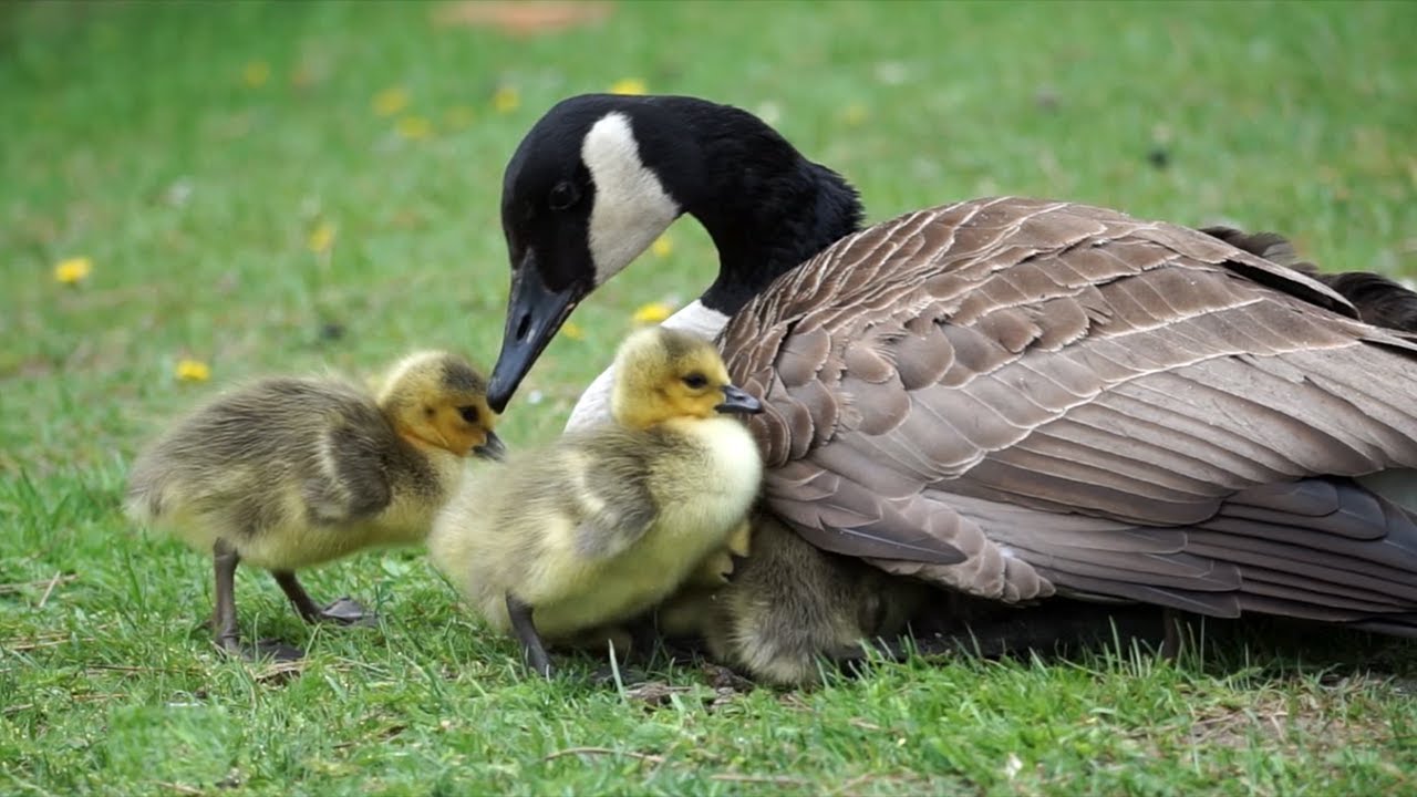 Baby Birds and Mom  - Canada goose goslings, Ducklings, Baby Birds - Spring Bird Scene & birdsong