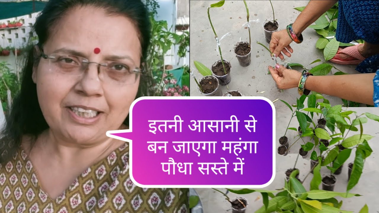 waste mango seedlings turn precious plants V shape grafting of mango seedlings 