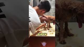 Freedom From A Hellish Life🥰 #animal #pets #rescuinganimals #animallover #doglover