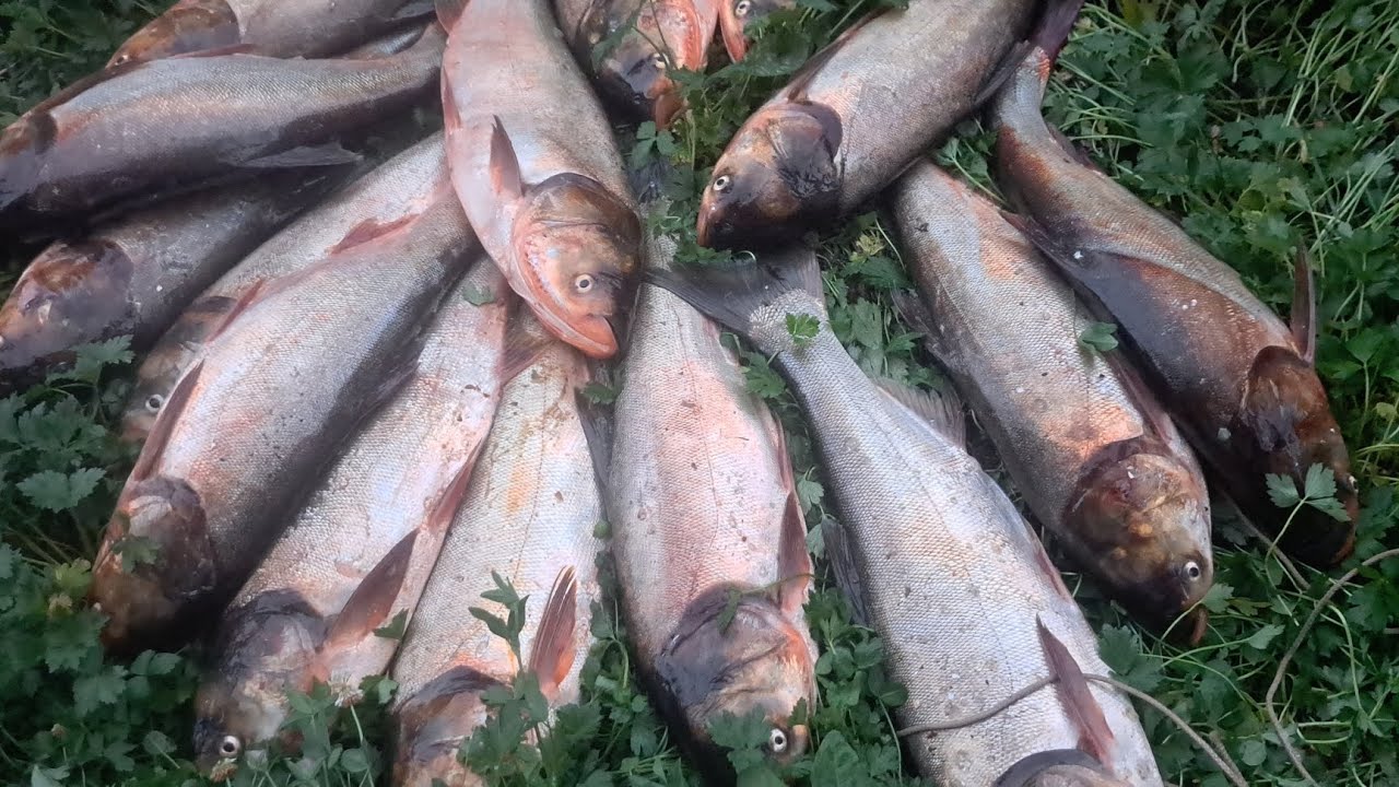 PESCUIT LA DUNĂRE 10 ORE  PESTE 40 KG DE PESTE !!!!!!