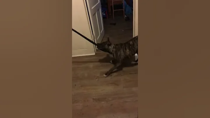 My dad playing with my dog