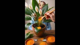 This Isnt What Most People Use But Its Being Tested On Peace Lilies