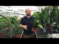 Everything you need to know about caring for houseplants   newlands nursery