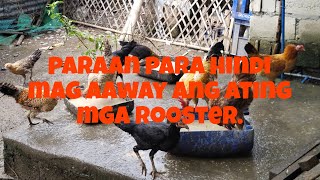 tips para hindi mag aaway Ang ating mga rooster. screenshot 5
