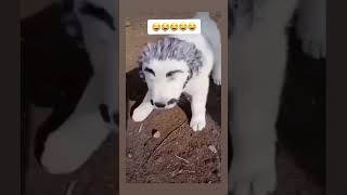 سوله تاك ،😂😂#broadcast #اكسبلور #f #live #لايك #لايك #بث_جلسات_هانكوت #pubgmobile #dance #viral #بث_
