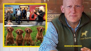 Should You Get A DOG If You Work FULL-TIME