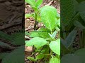 Sage #plants a day after the rain storm!: #saturday may 2, 2026 4:30pm #garden #shorts #video