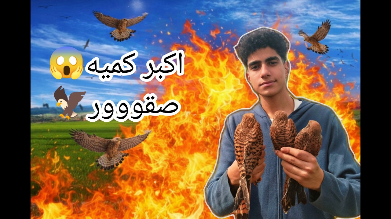 اقوي رحله صيد صقور في العالم و اكبر كميه صقور في فديو واحد🦅😱