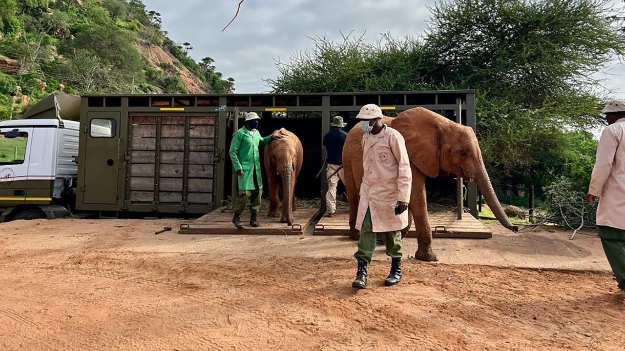 Lemeki and Thamana graduate to Voi | Sheldrick Trust