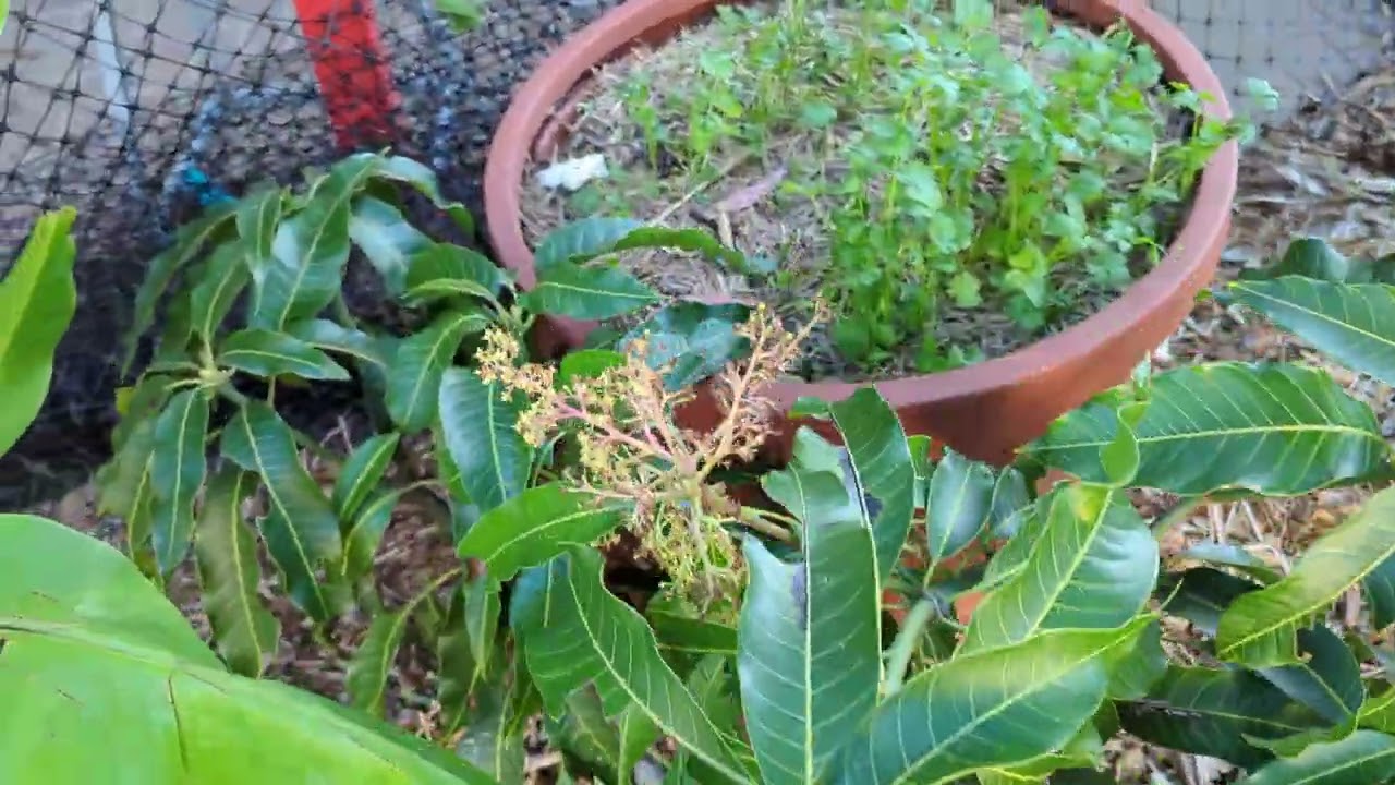 Mangoes Update - Glenn, R2E2, Kensington Pride, Banana Mango, King