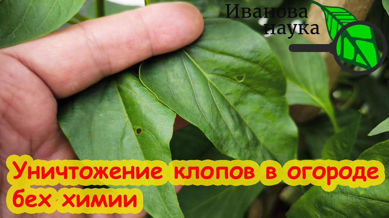 ОГОРОД БЕЗ КЛОПОВ! Клопы убегают от этого средства как трусы! Как избавиться от клопов.