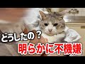 ウチのニャンコが不機嫌になってる理由がおもしろ可愛い