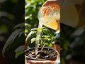 पौधों की तेजी से ग्रोथ बढ़ाने के आसान घरेलू उपाय |😱 Plant Growth Tips Hindi |Gardening Hacks #shorts