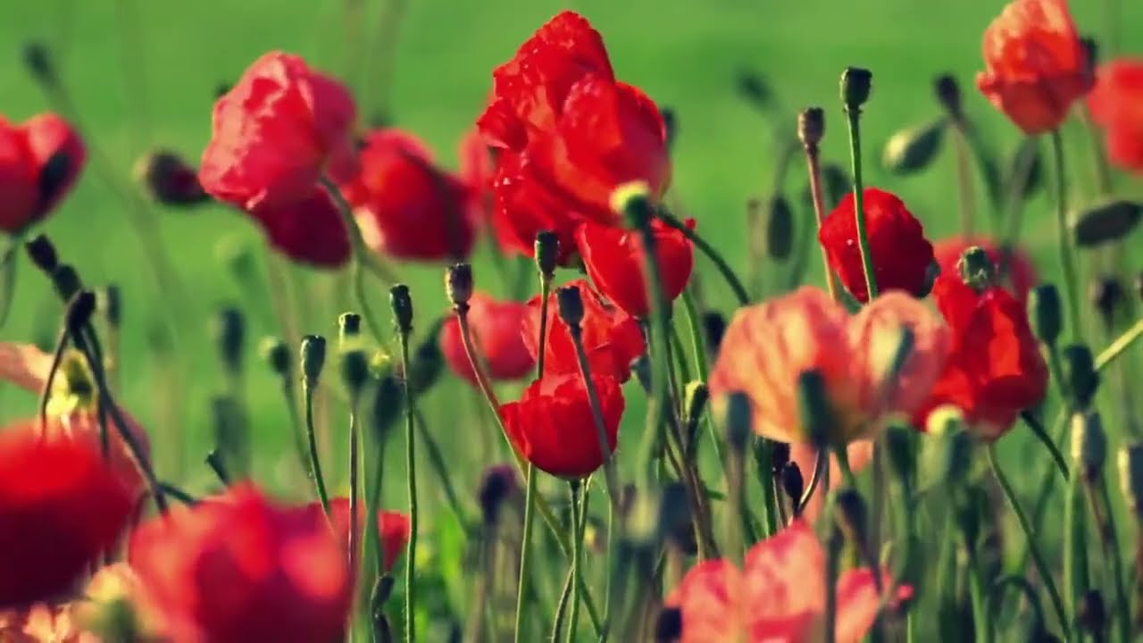 Flower Delivery Chicago ProFlowers Services