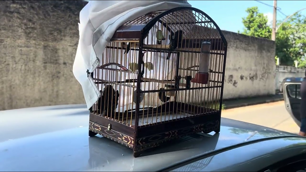 COLEIRO BARÃO CAMPEÃO ESTADUAL RJ SAINDO DA FÊMEA