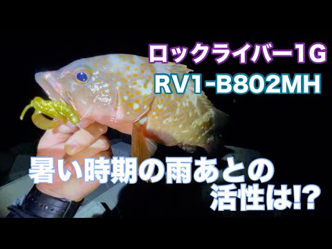 夏場のアコウ！雨後は高活性!?【アコウ】【ロックライバー1G】 - YouTube