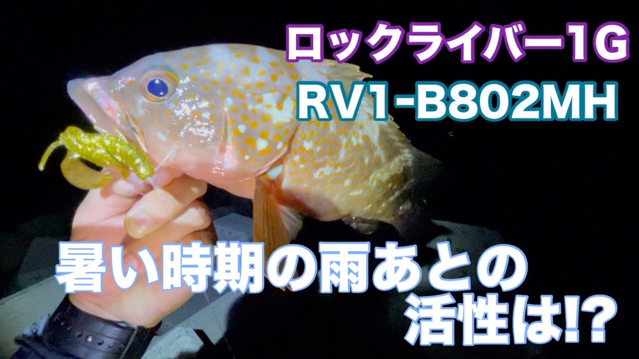 夏場のアコウ！雨後は高活性!?【アコウ】【ロックライバー1G】 - YouTube