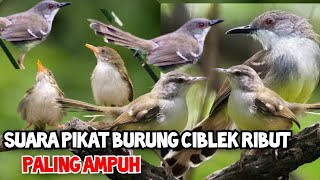 SUARA PIKAT BURUNG CIBLEK RIBUT SANGAT AMPUH !!!@MP3suarapikatburung