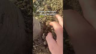 Why truffles smell so strong