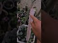 protegiendo las vainas de flor de desierto