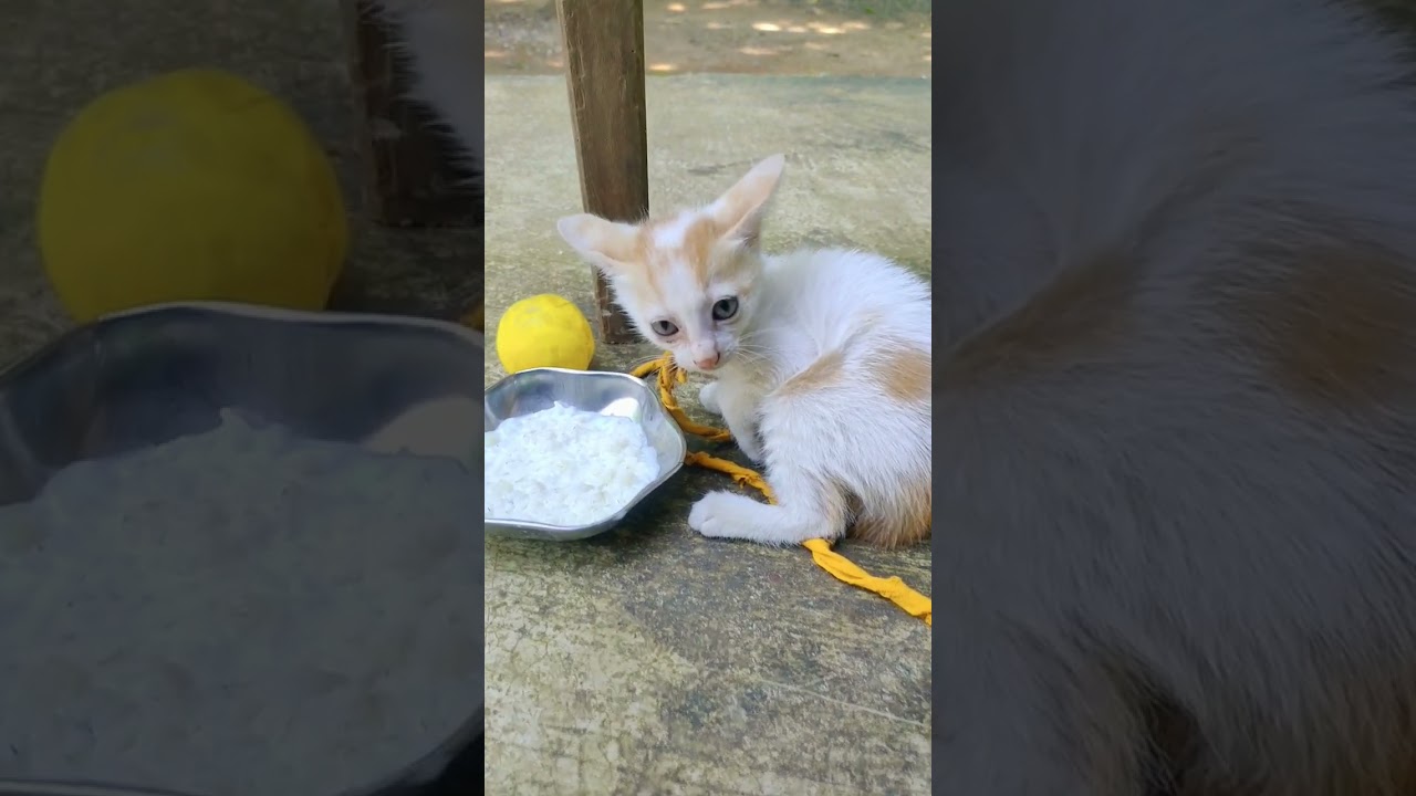 baby cat eating baby animals eating food newstatus trending cat