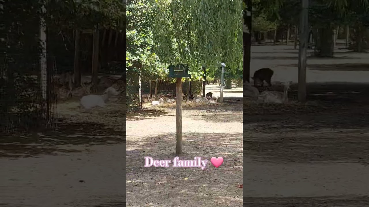Deer Family  