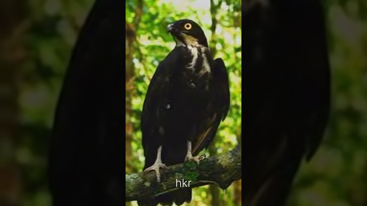 the sound of a bat eagle 