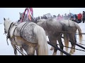 Конные соревнования с Богородск 2016