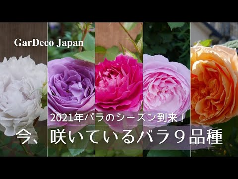 The 2021 rose season has arrived! 9 varieties of roses in bloom