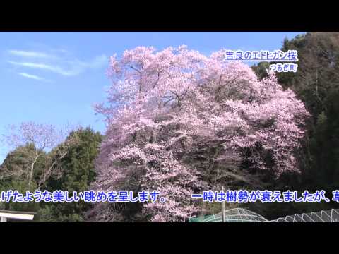 吉良のエドヒガン桜