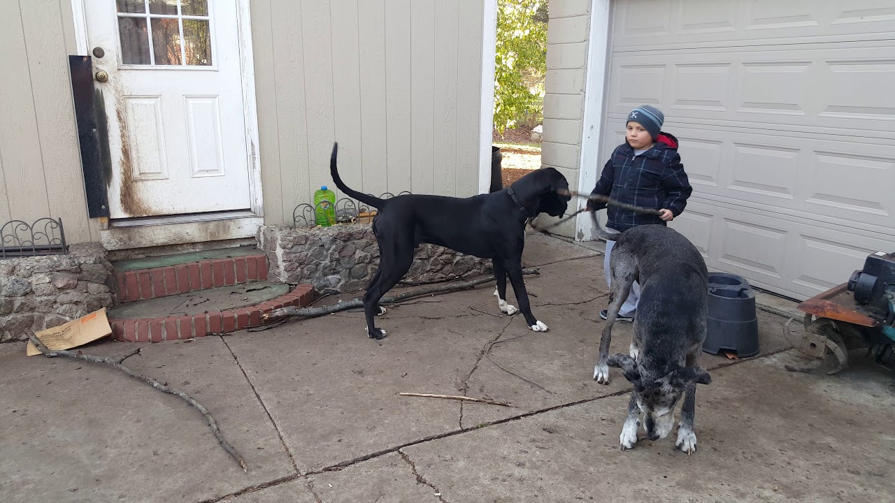 Carter n Sheldon YouTube