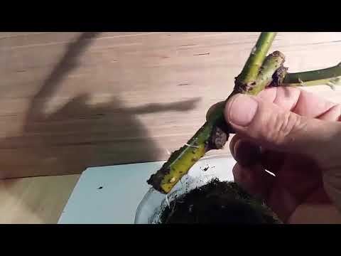 Бонсай из вербы