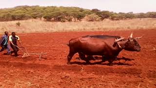 Ox Drawn Plow Creating Ridges to Plant Potatoes