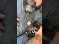 pinch3_p3lon trying to steal my kitten AGAIN