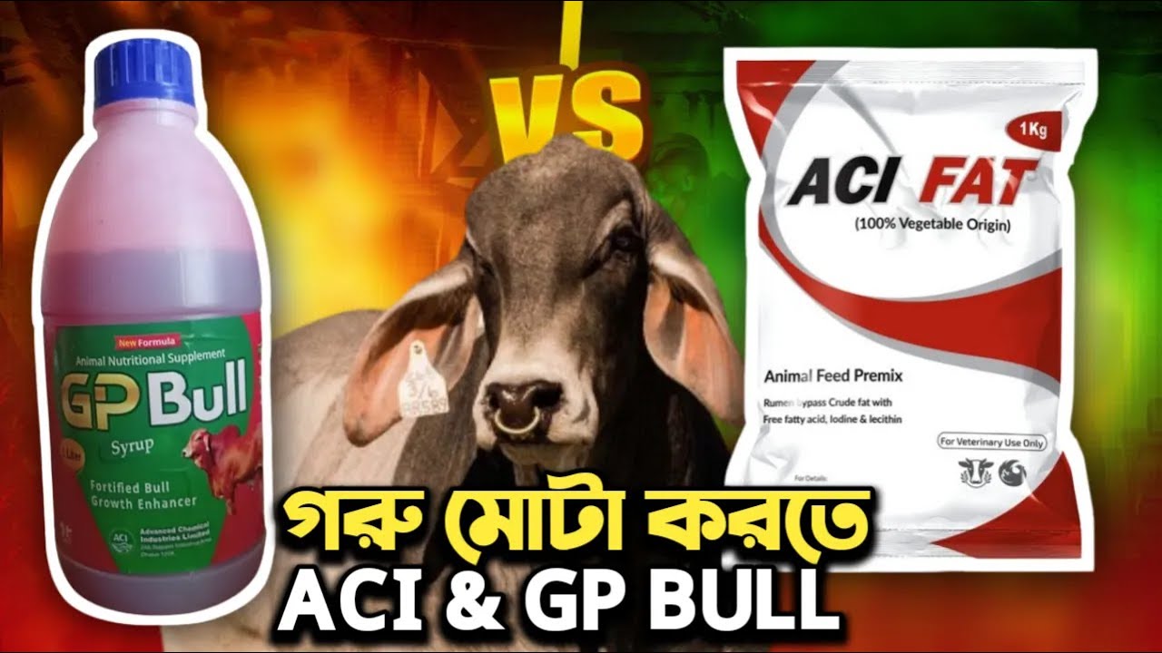 খুব অল্প সময়ে গরু মোটা করবেন এসিআই ফ্যাট ও জিপি বলছ |sort time cow fat Aci