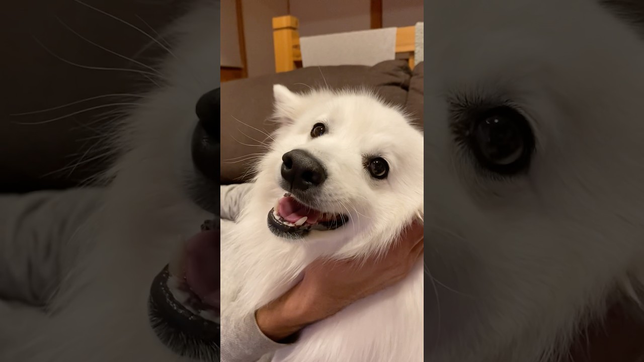 He became all smiles after I massaged the back of his ears