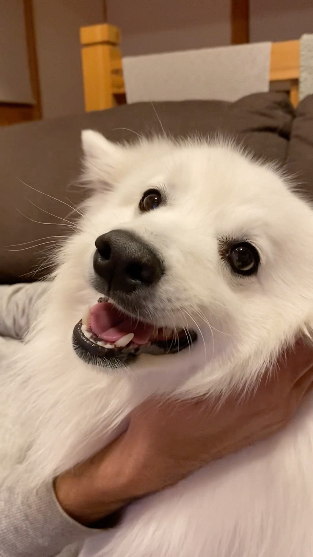 スピッツ様 He became all smiles after I massaged the back of his ears