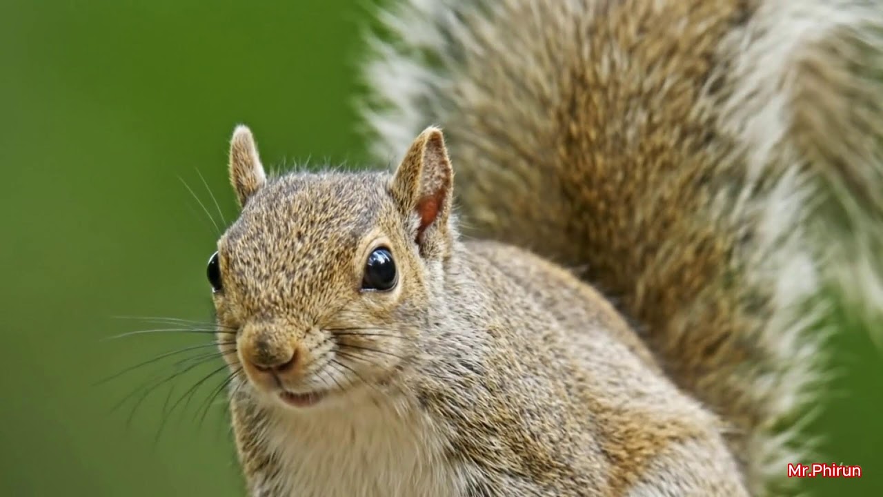 Learn Animal Sounds JUNGLE Wildlife Sounds 4K – Explore Exotic Animals