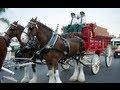 Budweiser Clydesdales singing at Sun-N-Fun