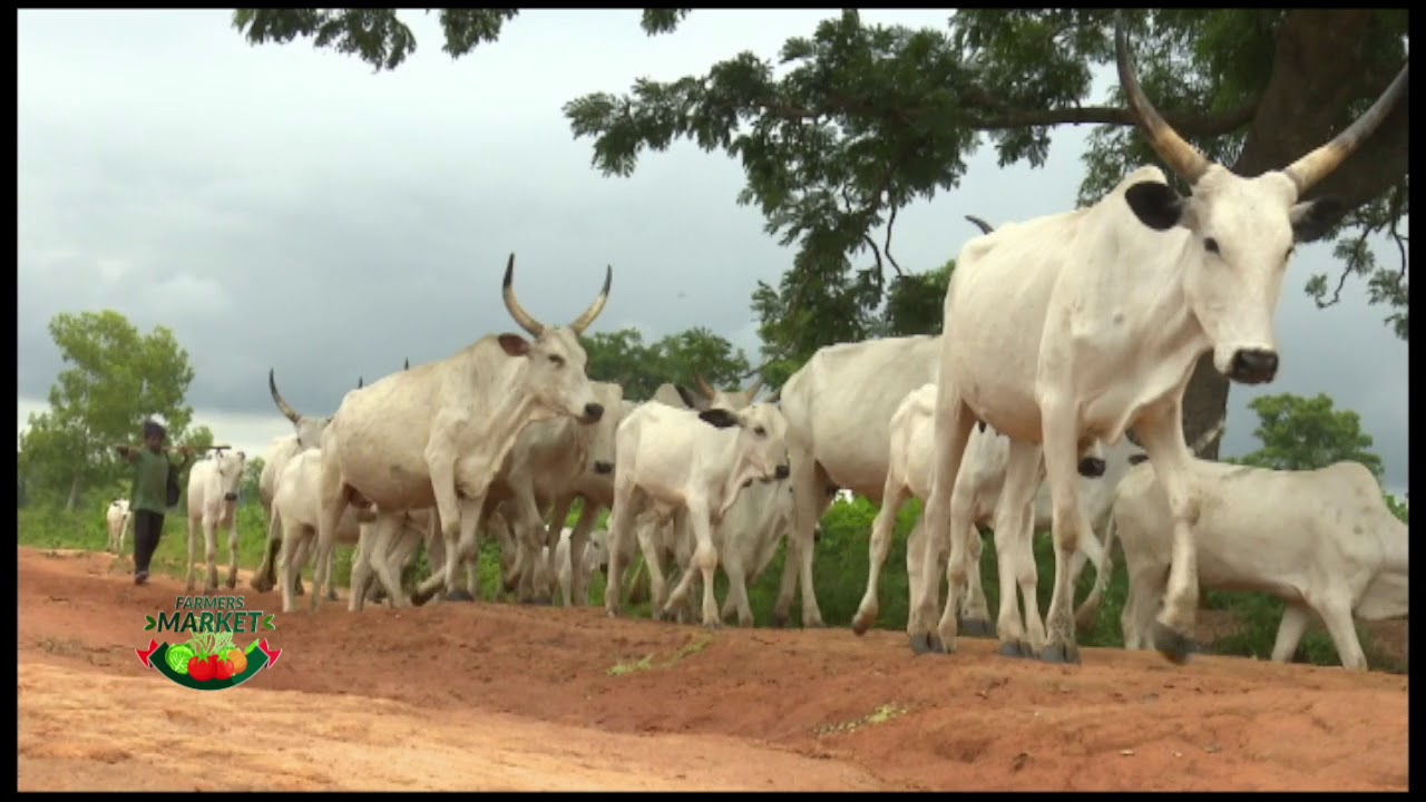 FARMERS MARKET: HERDSMEN CRISIS; BEYOND THE RHETORIC!