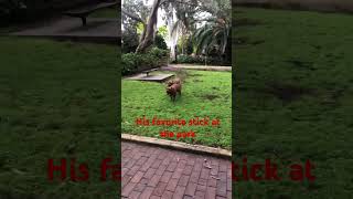 Wont Play With Any Stick But That One