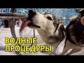 МАЛАМУТ И ХАСКИ КУПАЮТСЯ / Malamute and Husky take a bath