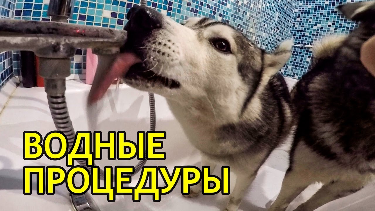 МАЛАМУТ И ХАСКИ КУПАЮТСЯ / Malamute and Husky take a bath YouTube