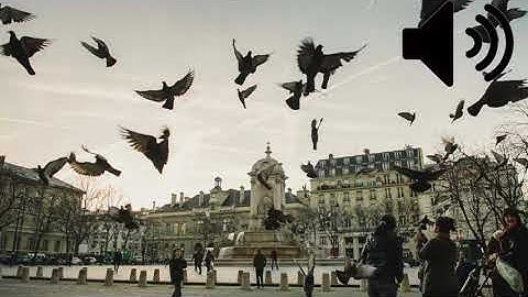 Pigeons Flying Away sound effect (Royalty Free)