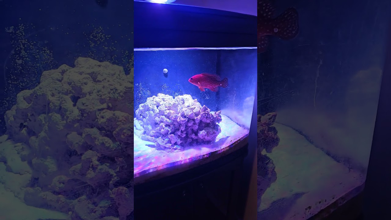 Vivid Red Miniatus Grouper 