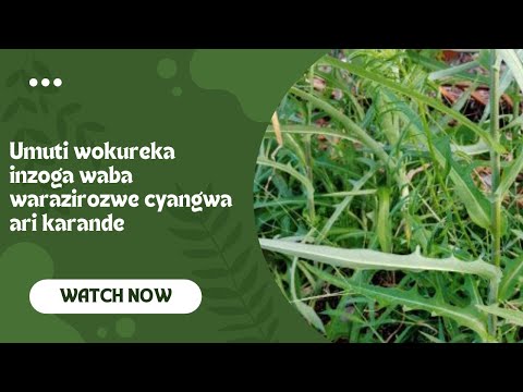 Umuti Wokureka Inzoga Waba Warazirozwe Cyangwa Ari Karande Wakivura Nawe Ukazireka