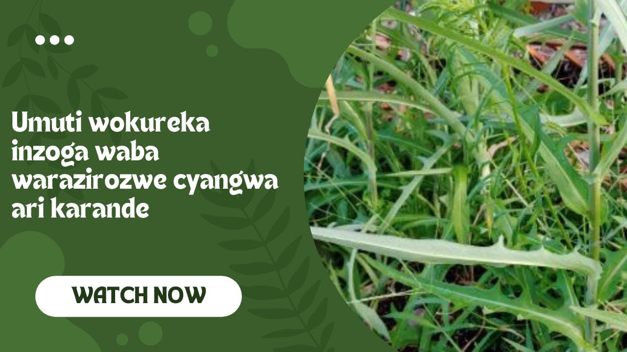 Umuti wokureka inzoga waba warazirozwe cyangwa ari karande wakivura nawe ukazireka