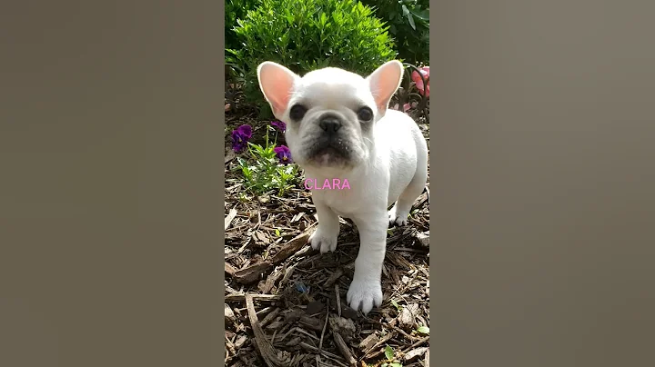 Chablis-Clara, French Bulldog